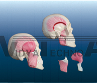 The model of mastication muscles